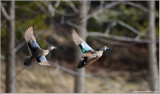 Blue-winged Teal in Flight 4