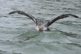 Northern Giant Petrel