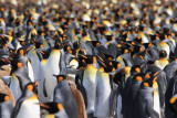 Mainly breeding adults