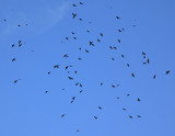 Choughs