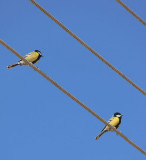Green-backed Tits