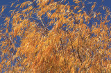 Autumn willows