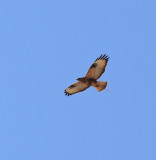 Common Buzzard