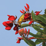 Olive-backed Sunbird, male eclipse