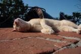 The Nilaya cat