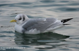 Mouette tridactyle, Rissa tridactyla