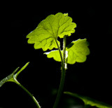 _MG_0105 staffhurst wood.jpg