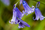 _MG_6196 staffhurst wood.jpg