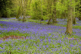 _MG_6229 staffhurst wood.jpg