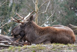 Alce-Elk (Alce alces)