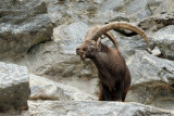 Stambecco-Alpine Ibex (Capra ibex)