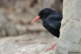 Gracchio corallino -Red-billed Chough (Pyrrhocorax pyrrhocorax)