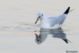 Gabbiano comune-Black-headed Gull (Larus ridibundus)