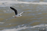 Gabbianello (Larus minutus)