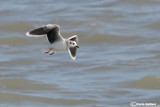 Gabbianello-Little Gull (Larus minutus)