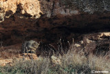 Gatto selvatico-Wildcat (Felis sylvestris)