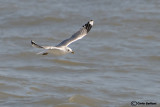 Gavina (Larus canus)