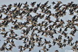 Oca collorosso (Branta ruficollis)