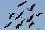 Oca collorosso-Red-breasted Goose (Branta ruficollis)