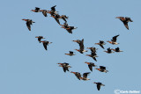 Oca collorosso-Red-breasted Goose (Branta ruficollis)