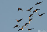 Oca collorosso (Branta ruficollis)