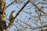 Picchio cenerino Grey-headed Woodpecker(Picus canus)