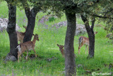 Daino-Fallow Deer (Dama dama)