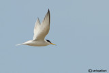 Fraticello-Little Tern (Sterna albifrons)