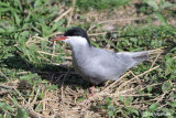 Mignattino piombato-Whiskered Tern (Chlidonias hybridus)
