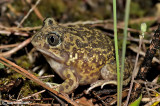 Pelobate occidentale-Western Spadefoot (Pelobates cultripes)