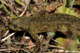 Pleurodele-Spanish Ribbed Newt (Pleurodeles waltl)