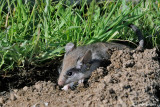 Topo quercino-Garden dormouse (Eliomys quercinus)