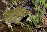 Rospo calamita-Natterjack Toad (Bufo calamita)
