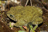 Rospo calamita-Natterjack Toad (Bufo calamita)