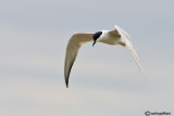 Sterna zampenere- Gull-billed Tern (Sterna nilotica)