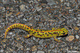 Tritone marmorato-Marbled Newt (Triturus marmoratus )