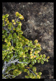 Fagus leaves