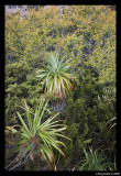 Pandani and Fagus background