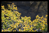 Fagus over tarn