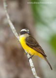 Passaros, Guaramiranga, Ceara, 2262, 02dez09.jpg