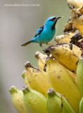 Passaros, Guaramiranga, Ceara, 2303, 02dez09.jpg