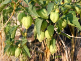Physalis in fruit