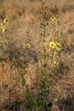 Smooth Mullein