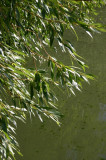 Willow Over Water