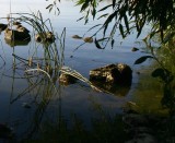 Bulrush and Willow
