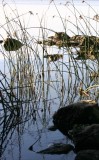 Bulrushes and Boulders