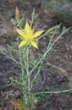 Blazing-star Mentzelia