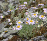 An Erigeron, or Fleabane