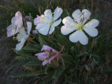 Desert Evening-primrose