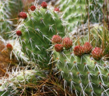 A Prickly Pear That's Soon to Bloom